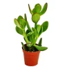 EXOTENHERZ - Crassula portulacea - arbre à argent - en pot de 8,5cm