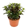 EXOTENHERZ - Crassula portulacea minor - pfennig - grande plante en 12cm