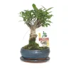 EXOTENHERZ - Figuier chinois bonsaï - ficus retusa - ca. 6 ans - forme sphérique