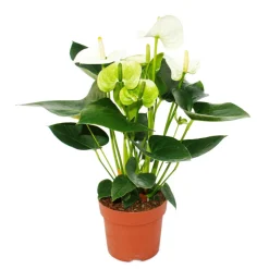 EXOTENHERZ - Fleur de flamant rose "sierra white" blanc anthurium andreanum 14cm