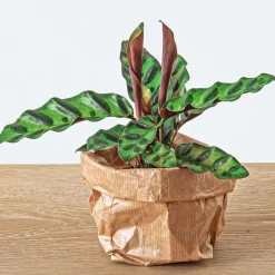 EXOTENHERZ - Green your bottle - set pour ton jardin de bouteilles - sans verre - 5 plantes (ficus - calathea - asparagus - 2x fittonia)