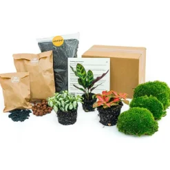 EXOTENHERZ - Green your bottle - set complet pour ton jardin en bouteille - sans verre - 3 plantes (calathea lancifolia + 2x fittonia)