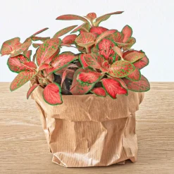 EXOTENHERZ - Green your bottle - set complet pour ton jardin en bouteille - sans verre - 3 plantes (calathea lancifolia + 2x fittonia)