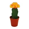 EXOTENHERZ - Gymnocalycium mihanovichii - cactus fraise - orange - pot de 5,5 cm
