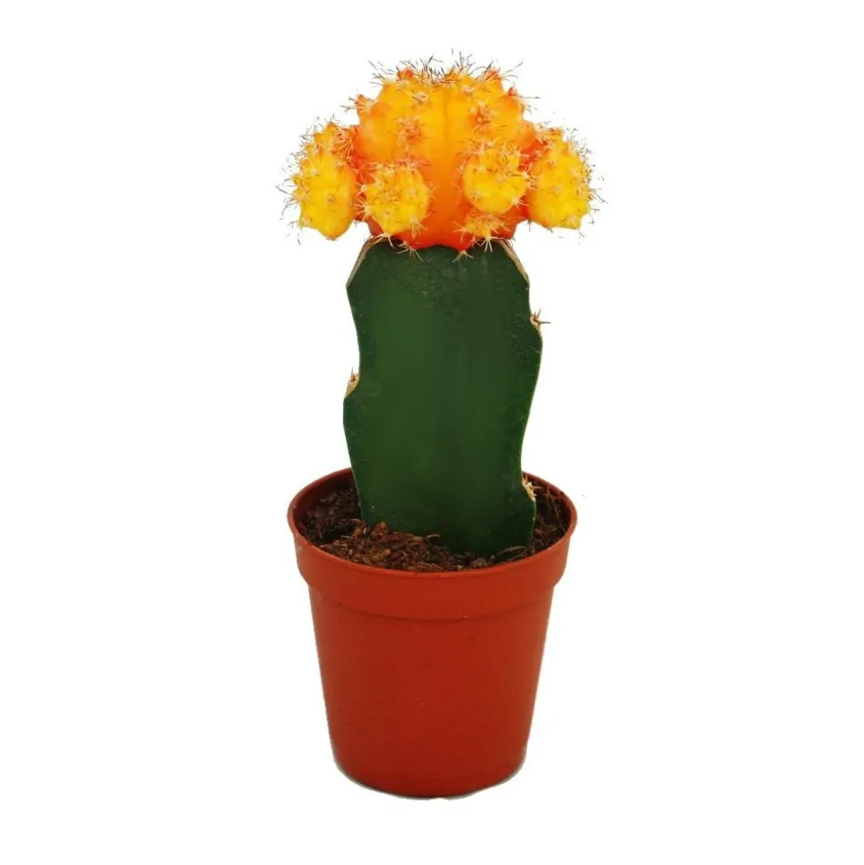 EXOTENHERZ - Gymnocalycium mihanovichii - cactus fraise - orange - pot de 5,5 cm