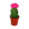EXOTENHERZ - Gymnocalycium mihanovichii - fraise cactus - rose - pot de 5,5 cm