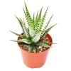 EXOTENHERZ - Haworthia fasciata "big band" - petite plante en pot de 5,5 cm