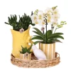 EXOTENHERZ - Kolibri company set cadeau mediterranean sunset avec orchidée phalaenopsis blanche lausanne et plantes succulentes,