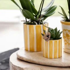 EXOTENHERZ - Kolibri company set cadeau mediterranean sunset avec orchidée phalaenopsis blanche lausanne et plantes succulentes,