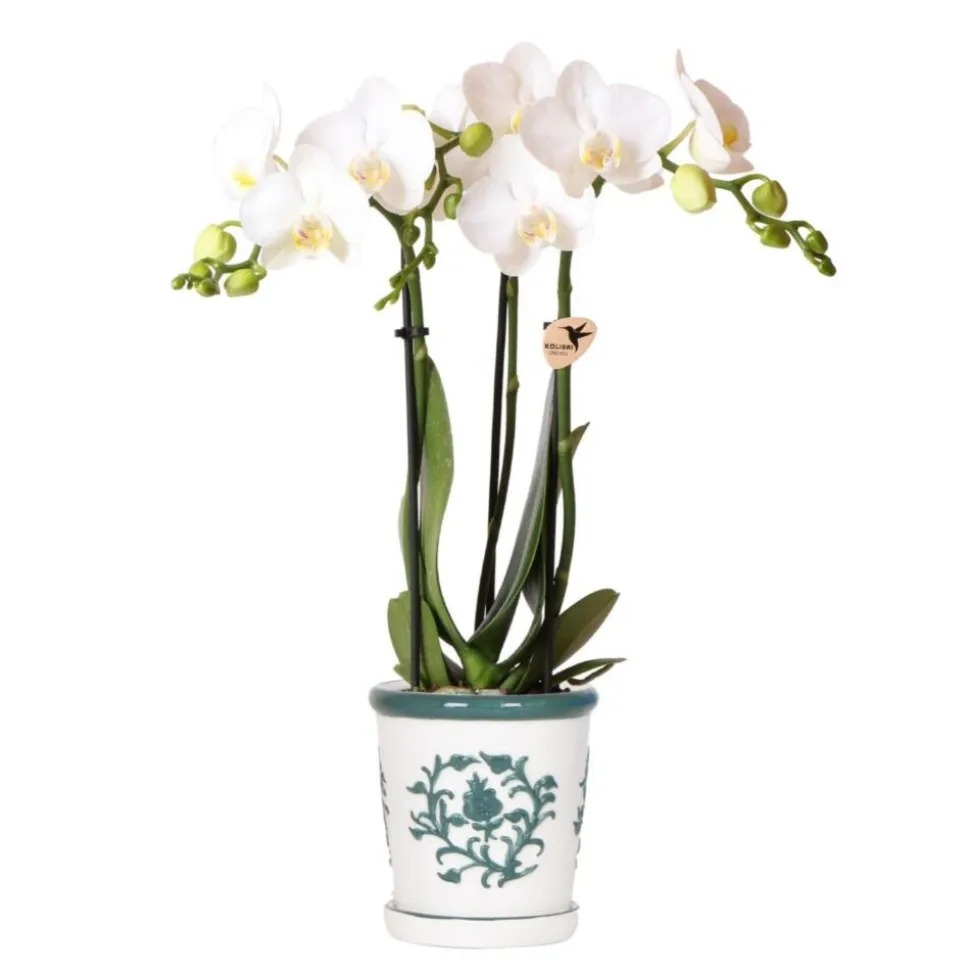 EXOTENHERZ - Kolibri orchids phalaenopsis blanc orchidée amabilis + pot décoratif malaga vert - taille du pot 9cm