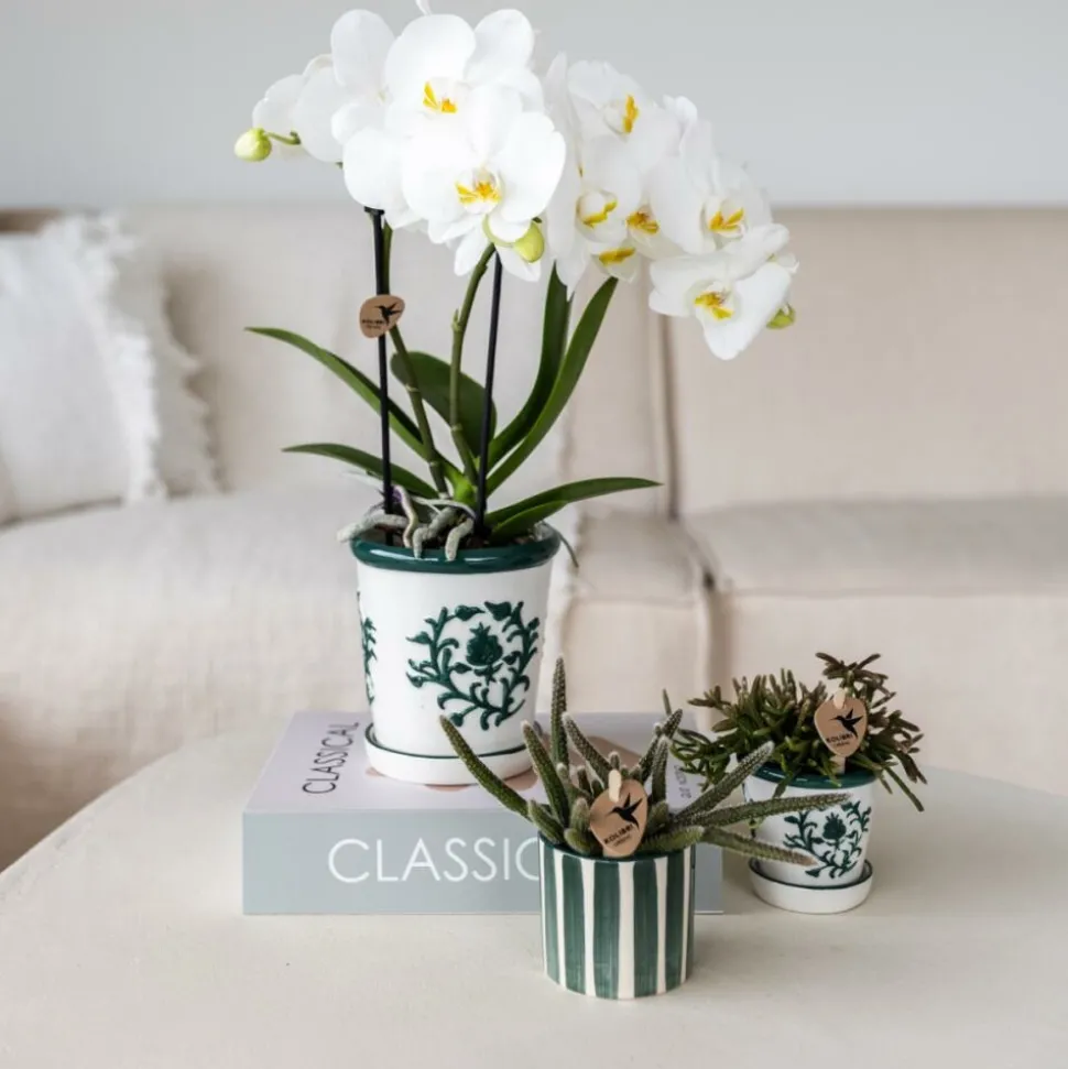 EXOTENHERZ - Kolibri orchids phalaenopsis blanc orchidée amabilis + pot décoratif malaga vert - taille du pot 9cm