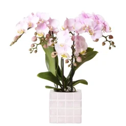 EXOTENHERZ - Kolibri orchids phalaenopsis rose orchidée portugal + mosa pot décoratif rose - taille de pot 9cm