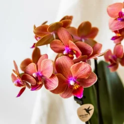 EXOTENHERZ - Kolibri orchids orchidée orange bolzano + pot de fleurs star fish - taille du pot 9cm