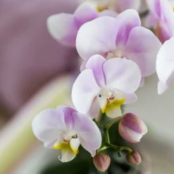 EXOTENHERZ - Kolibri orchidées roses phalaenopsis orchidée portugal + pot décoratif malaga rose - taille de pot 9cm