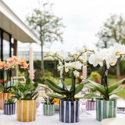 EXOTENHERZ - Kolibri orchids phalaenopsis blanc lausanne + painted stripe pot décoratif turquoise - taille de pot 9cm
