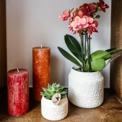 EXOTENHERZ - Kolibri orchids orchidée orange bolzano + hieroglyph zierpot off white - taille de pot 9cm