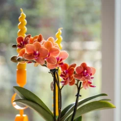 EXOTENHERZ - Kolibri orchids orchidée orange bolzano + hieroglyph zierpot off white - taille de pot 9cm