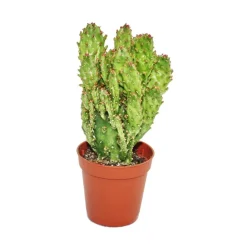 EXOTENHERZ - Opuntia monacantha variegata - petite plante en pot de 5,5 cm