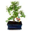 EXOTENHERZ - Orme chinois bonsaï - ulmus parviflora - ca. 8 ans