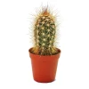 EXOTENHERZ - Pachycereus pringley - petite plante en pot de 5,5 cm