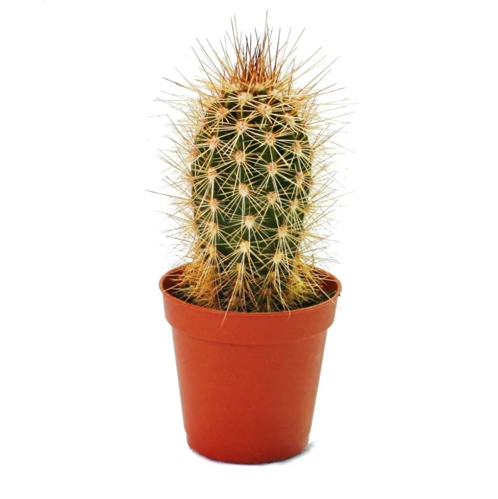EXOTENHERZ - Pachycereus pringley - petite plante en pot de 5,5 cm