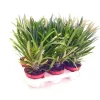 EXOTENHERZ - Pachypodium lameri - véritable palmier de madagascar - pot 12cm