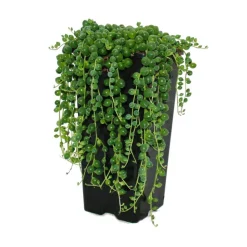 EXOTENHERZ - Pois vert - senecio rowleyanus pot de 14cm
