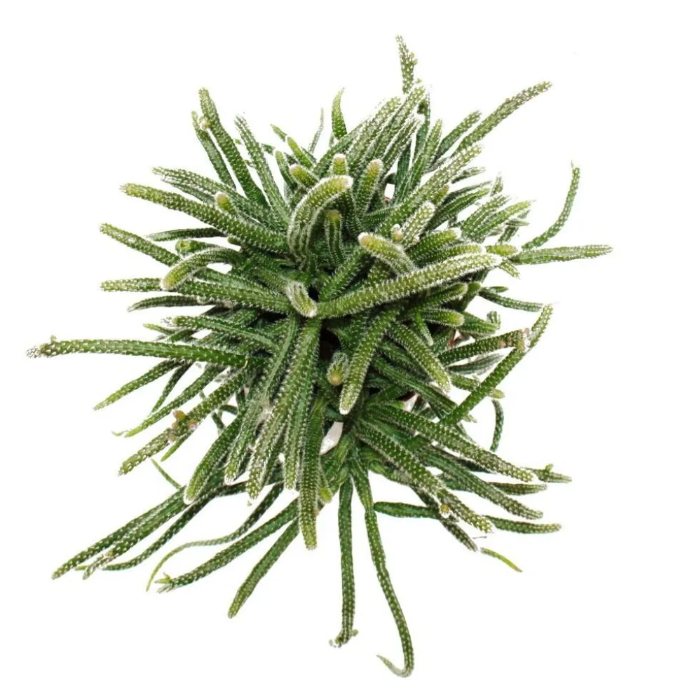 EXOTENHERZ - Rhipsalis baccifera horrida - cactus corail - en pot de 12cm - plante d'intérieur succulente