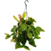 EXOTENHERZ - Urban jungle elegance - ambre de cactus moderne avec une superbe structure de feuilles - rhipsalis pachyptera rubra - 15cm