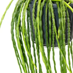 EXOTENHERZ - Urban jungle elegance - ambre de cactus moderne avec une superbe structure de feuilles - rhipsalis paradoxa - 15cm