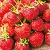 FABRE GRAINES - Fraisier charlotte - 20 plants
