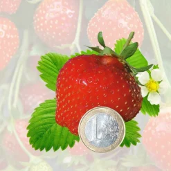 FABRE GRAINES - Fraisier darselect - 20 plants