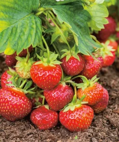 FABRE GRAINES - Fraisier favette - 10 plants