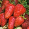 FABRE GRAINES - Fraisier gariguette - 20 plants