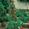 FABRE GRAINES - Fraisier mount everest - 5 plants