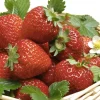FABRE GRAINES - Fraisier ostara - 20 plants