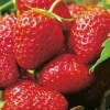 FABRE GRAINES - Fraisier senga sengana - 20 plants
