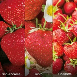 FABRE GRAINES - Offre fraisiers gros fruits - 60 fraisiers