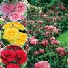 FABRE GRAINES - Offre rosier queen elisabeth - 3 rosiers