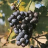FABRE GRAINES - Vigne muscat bleu - pot 1.5 litre