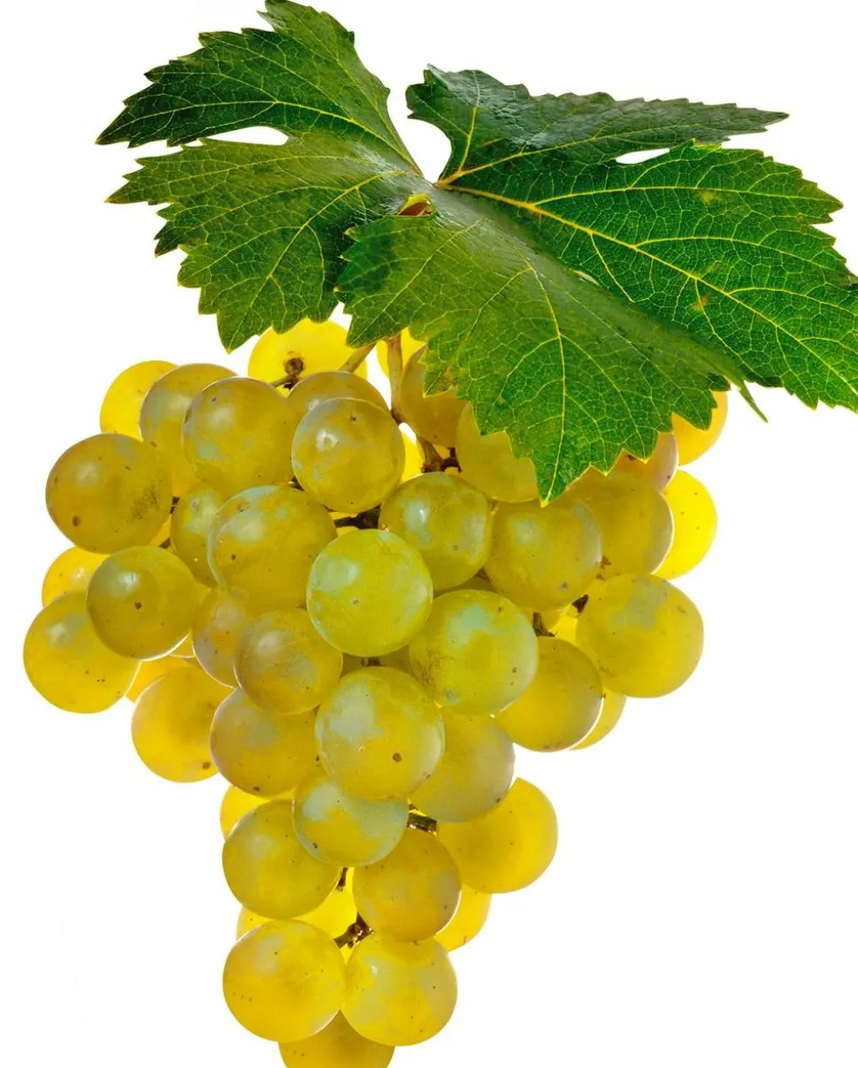 FABRE GRAINES - Vigne muscat blanc birstaler - pot 1.5 litre