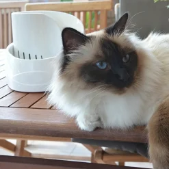 Ferplast fontaine pour chats et chiens de petite taille vega, 2 litres, avec protection antibactérienne permanente, effet source
