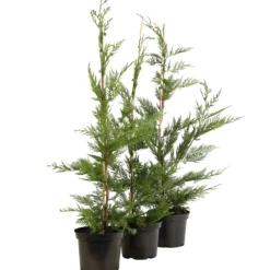 FLEUR - Cyprès de leyland - cupressocyparis leylandii 80cm en pot