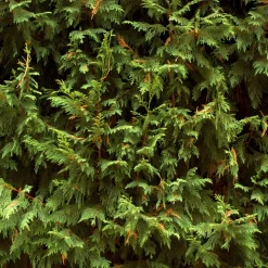FLEUR - Cyprès de leyland - cupressocyparis leylandii 100cm en pot
