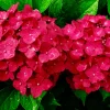 FLEUR - Hortensia alpenglühen - hydrangea macrophylla alpengluhen pot 3l
