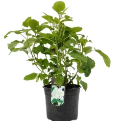 FLEUR - Hortensia arb annabelle - hydrangea arb annabelle pot 3l