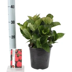 FLEUR - Hortensia macrophylla merveille sanguine - hydrangea macrophylla merveille sanguine pot 3l