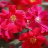 FLEUR - Hortensia macrophylla leuchtfeuer - hydrangea macrophylla leuchtfeuer pot 3l