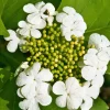 FLEUR - Hortensia macrophylla tricolor - hydrangea macrophylla tricolor pot 3l
