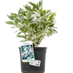 FLEUR - Hortensia macrophylla tricolor - hydrangea macrophylla tricolor pot 3l